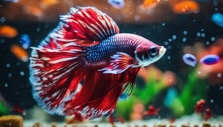 betta fish dietary needs