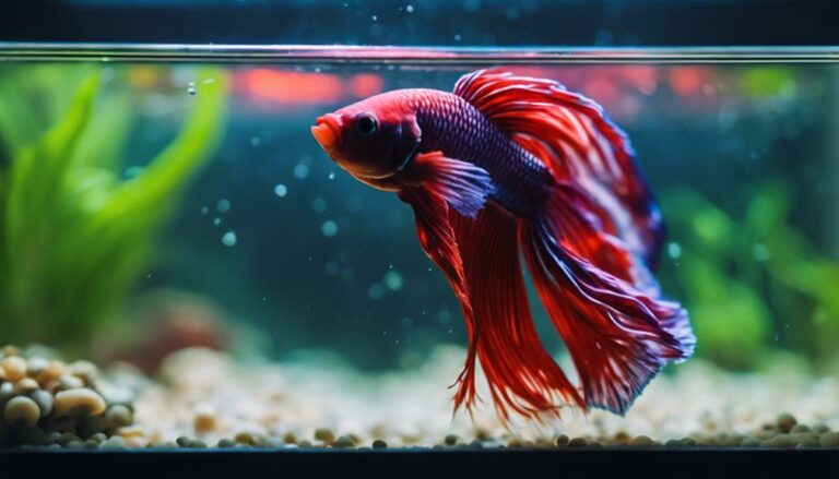 optimal betta fish care