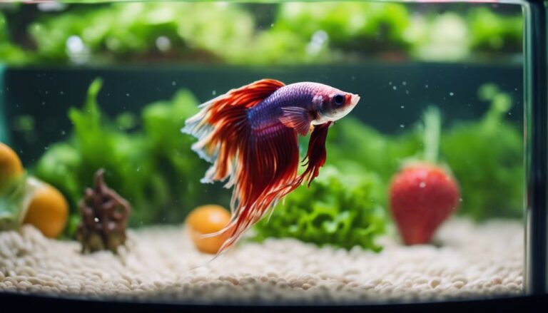 vegetarian betta fish diet